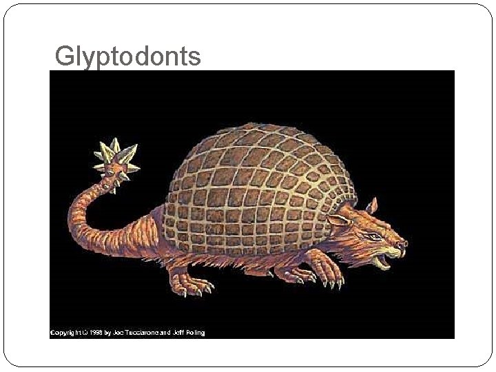 Glyptodonts 