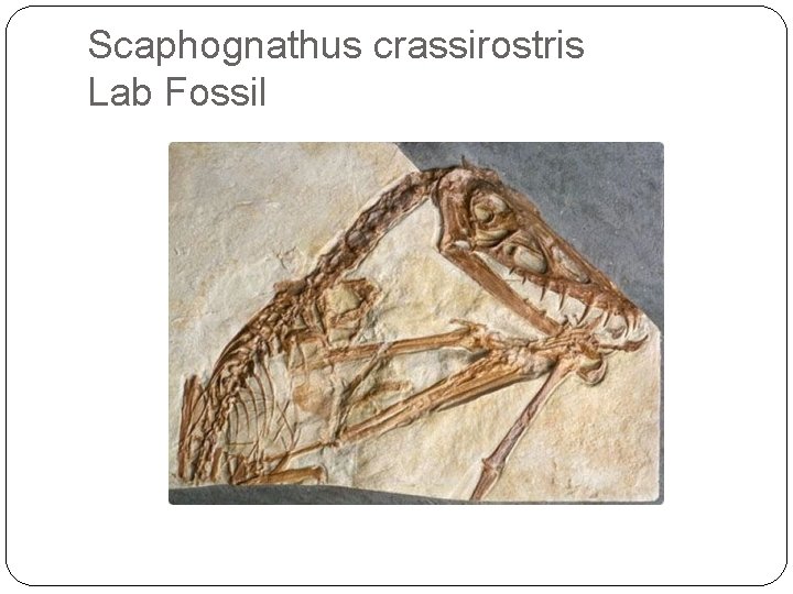 Scaphognathus crassirostris Lab Fossil 