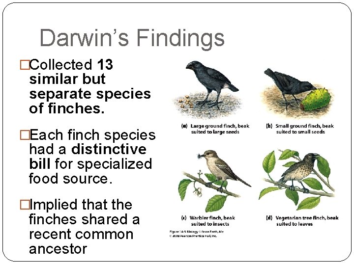 Darwin’s Findings �Collected 13 similar but separate species of finches. �Each finch species had