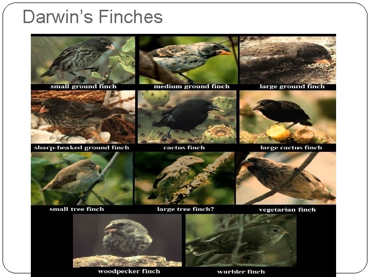 Darwin’s Finches 