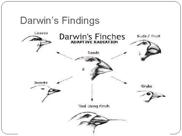 Darwin’s Findings 