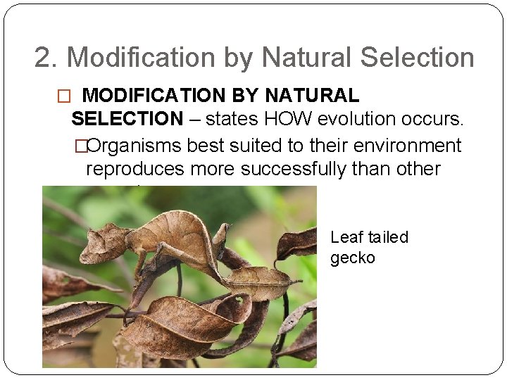 2. Modification by Natural Selection � MODIFICATION BY NATURAL SELECTION – states HOW evolution