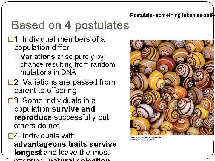 Postulate- something taken as self-e Based on 4 postulates � 1. Individual members of