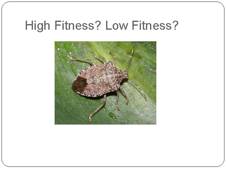 High Fitness? Low Fitness? 