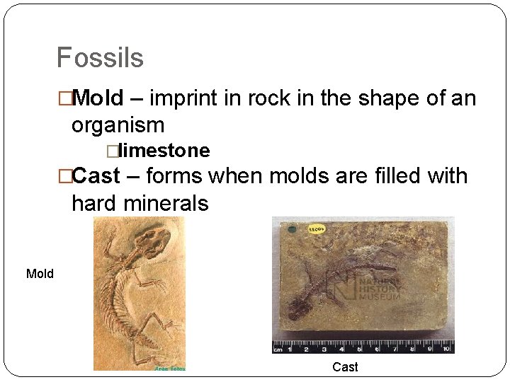Fossils �Mold – imprint in rock in the shape of an organism �limestone �Cast