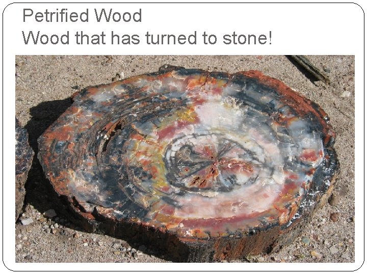 Petrified Wood that has turned to stone! 