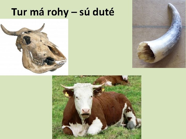 Tur má rohy – sú duté 