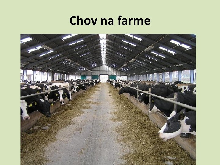 Chov na farme 