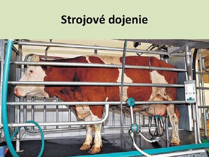 Strojové dojenie 