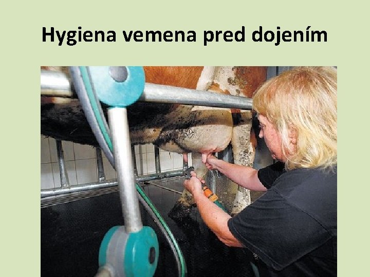 Hygiena vemena pred dojením 