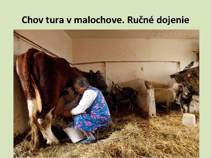 Chov tura v malochove. Ručné dojenie 