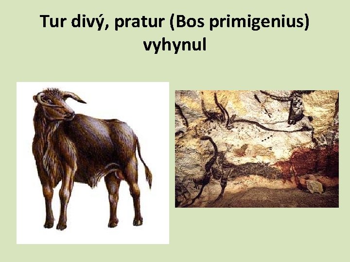 Tur divý, pratur (Bos primigenius) vyhynul 