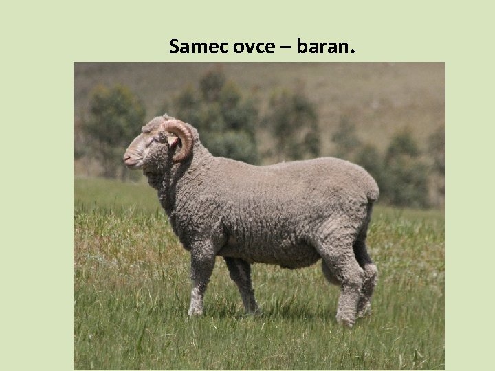 Samec ovce – baran. 