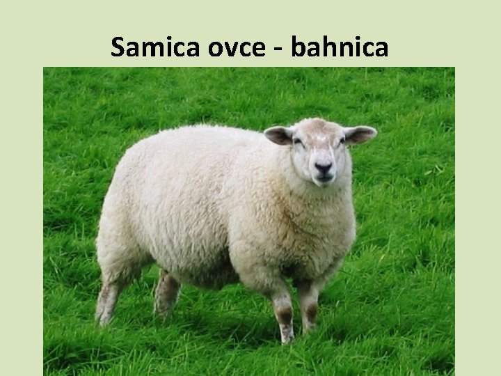 Samica ovce - bahnica 