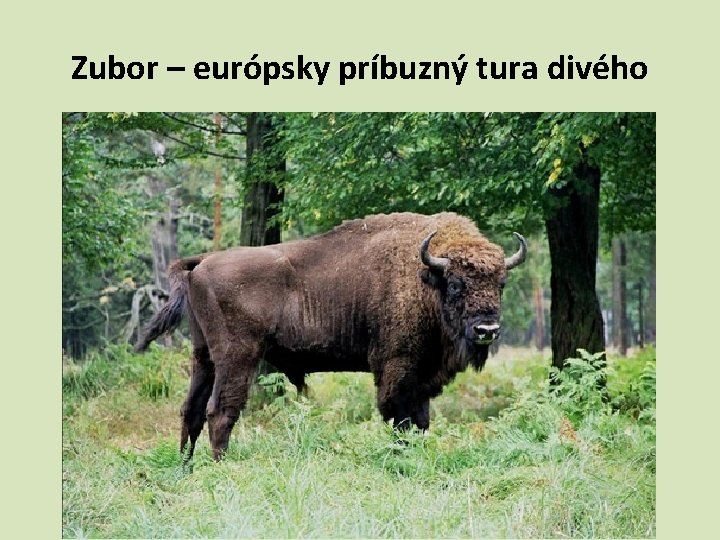 Zubor – európsky príbuzný tura divého 