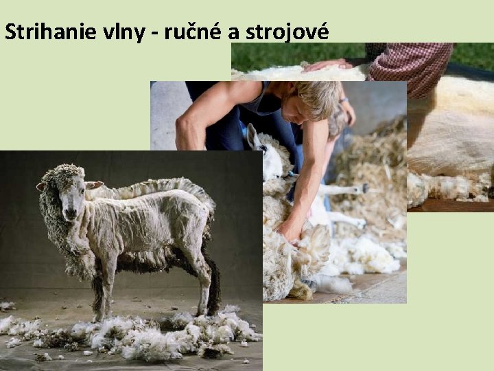 Strihanie vlny - ručné a strojové 