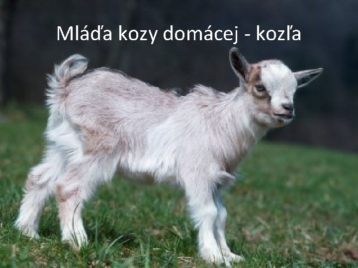 Mláďa kozy domácej - kozľa 