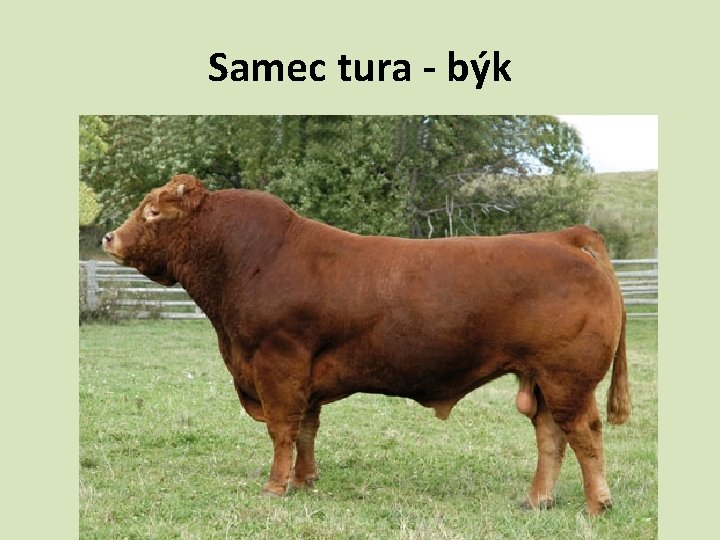 Samec tura - býk 