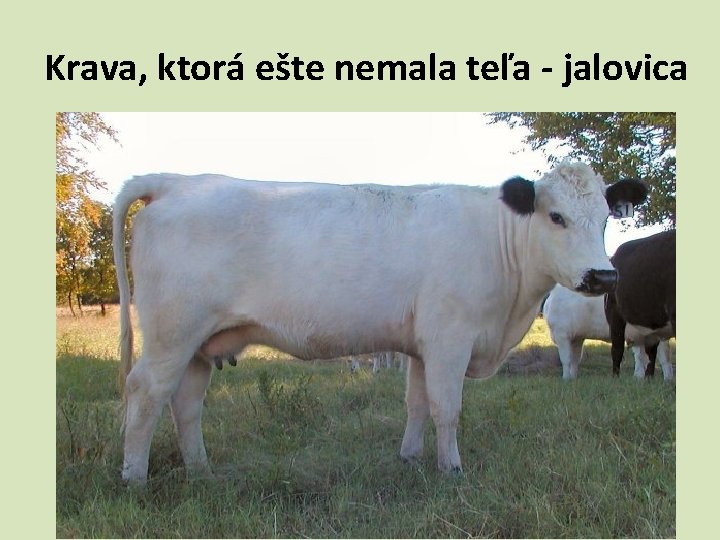 Krava, ktorá ešte nemala teľa - jalovica 