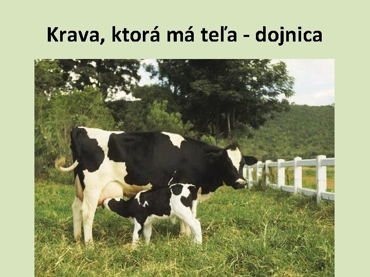 Krava, ktorá má teľa - dojnica 