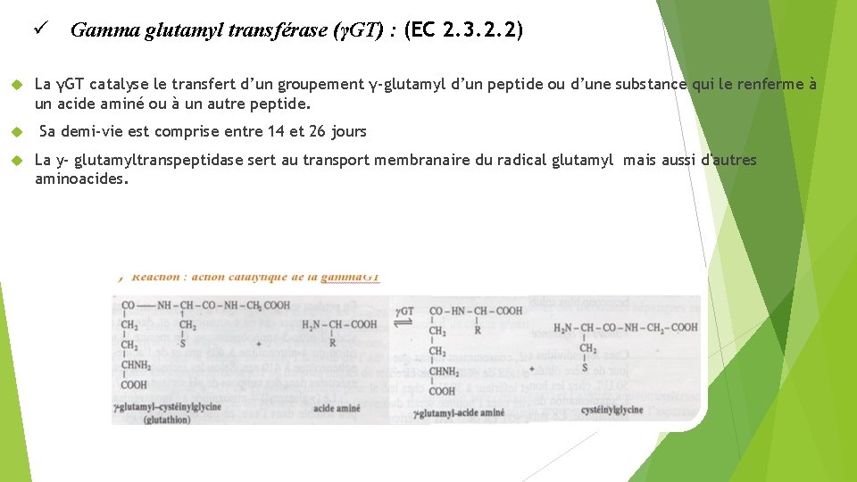  Gamma glutamyl transférase (γGT) : (EC 2. 3. 2. 2) La γGT catalyse