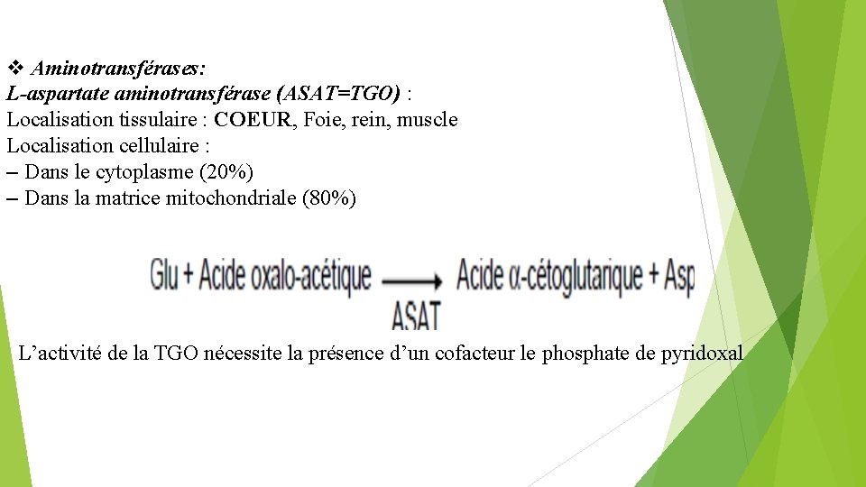  Aminotransférases: L-aspartate aminotransférase (ASAT=TGO) : Localisation tissulaire : COEUR, Foie, rein, muscle Localisation