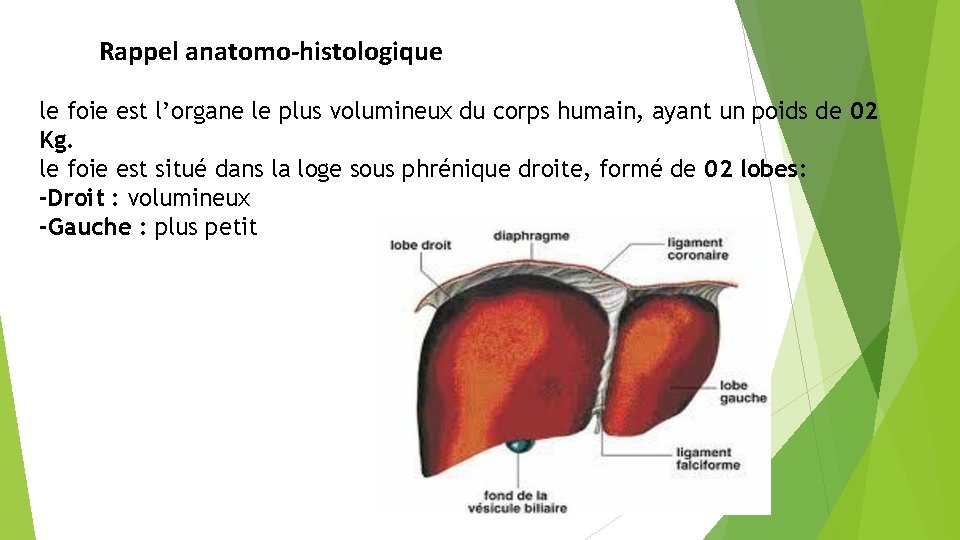 Rappel anatomo-histologique le foie est l’organe le plus volumineux du corps humain, ayant un