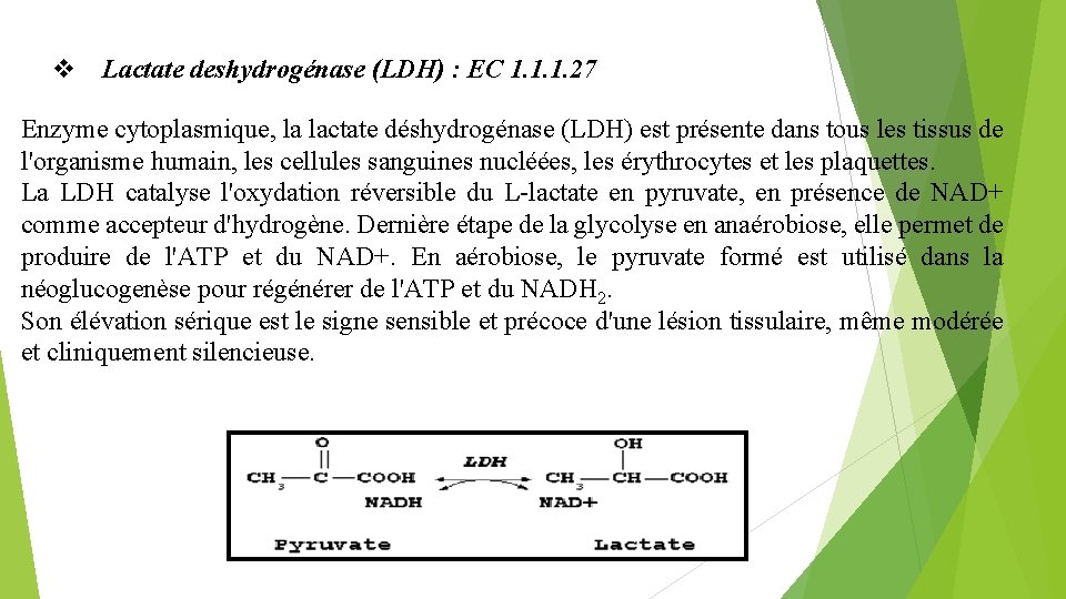  Lactate deshydrogénase (LDH) : EC 1. 1. 1. 27 Enzyme cytoplasmique, la lactate