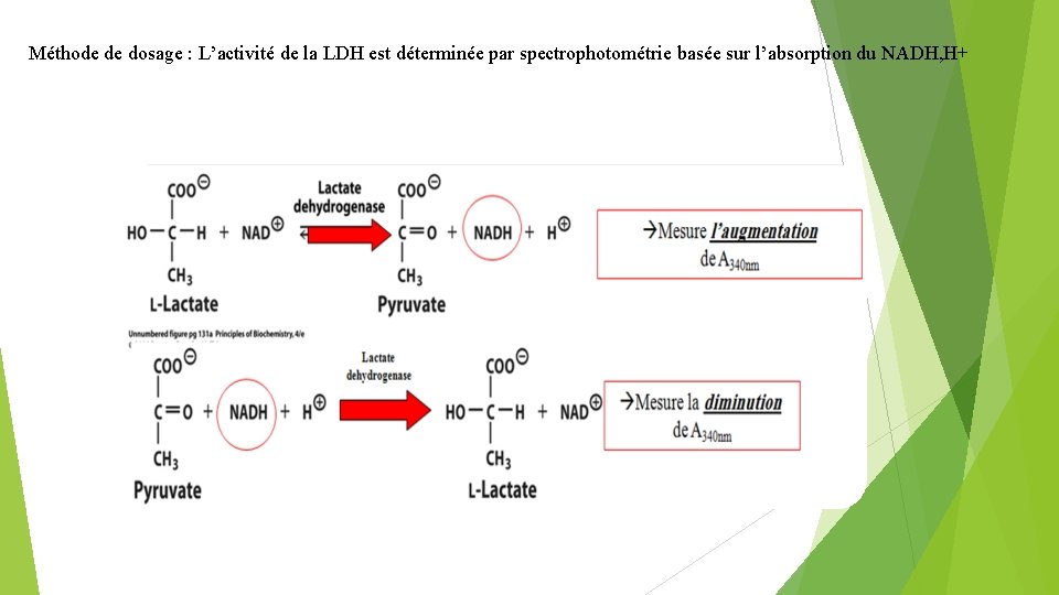 Méthode de dosage : L’activité de la LDH est déterminée par spectrophotométrie basée sur
