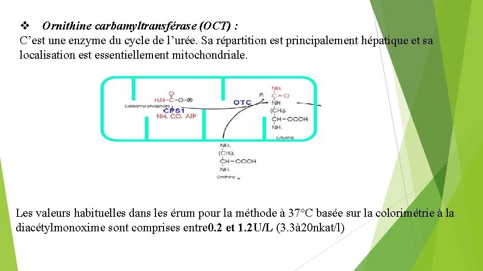  Ornithine carbamyltransférase (OCT) : C’est une enzyme du cycle de l’urée. Sa répartition