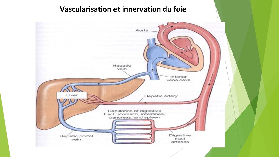 Vascularisation et innervation du foie 