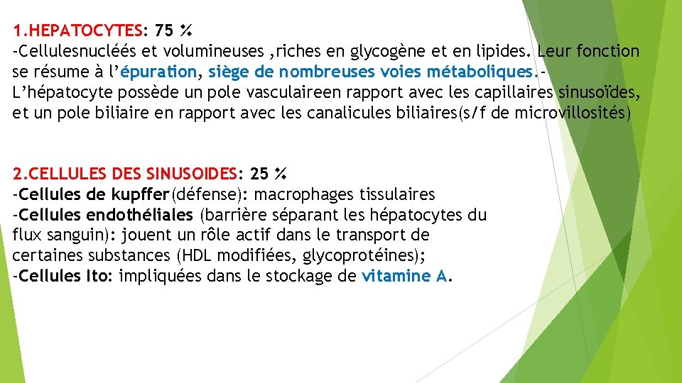1. HEPATOCYTES: 75 ٪ -Cellulesnucléés et volumineuses , riches en glycogène et en lipides.
