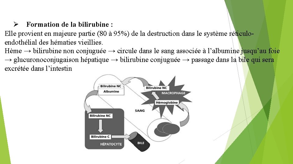  Formation de la bilirubine : Elle provient en majeure partie (80 à 95%)