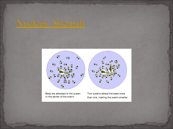 Nucleus Strength 