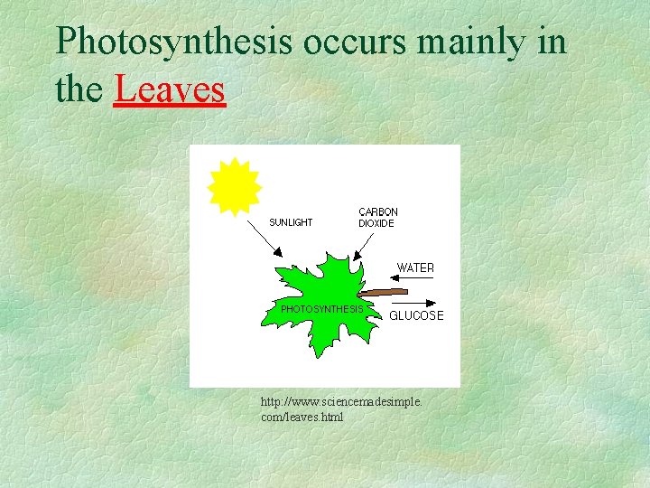 Photosynthesis occurs mainly in the Leaves http: //www. sciencemadesimple. com/leaves. html 