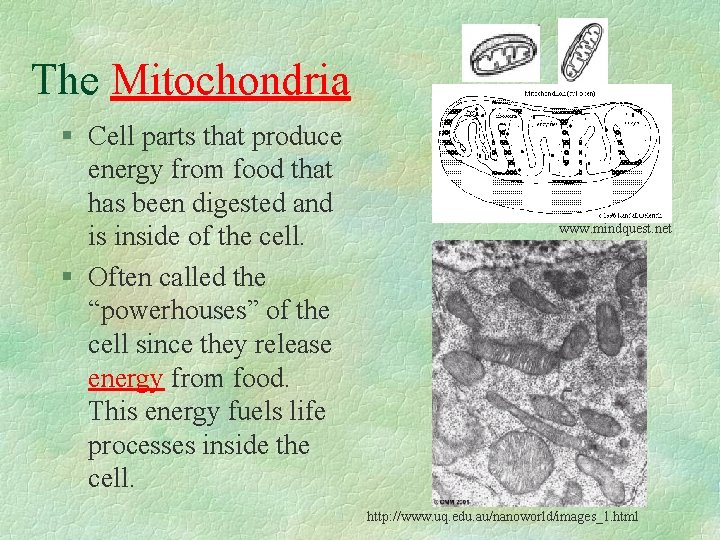 The Mitochondria § Cell parts that produce energy from food that has been digested