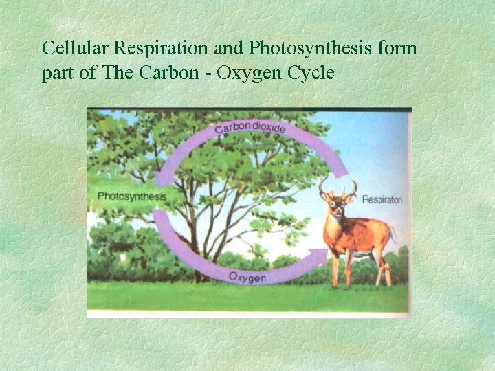 Cellular Respiration and Photosynthesis form part of The Carbon - Oxygen Cycle 