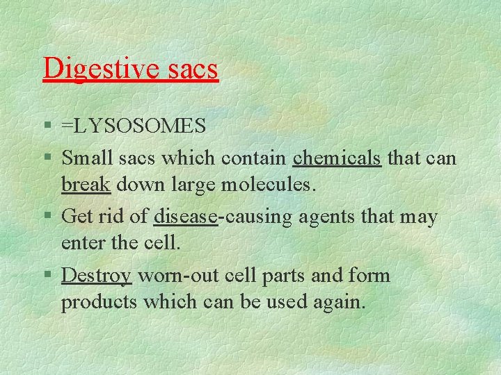 Digestive sacs § =LYSOSOMES § Small sacs which contain chemicals that can break down