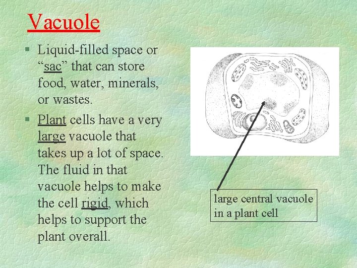 Vacuole § Liquid-filled space or “sac” that can store food, water, minerals, or wastes.