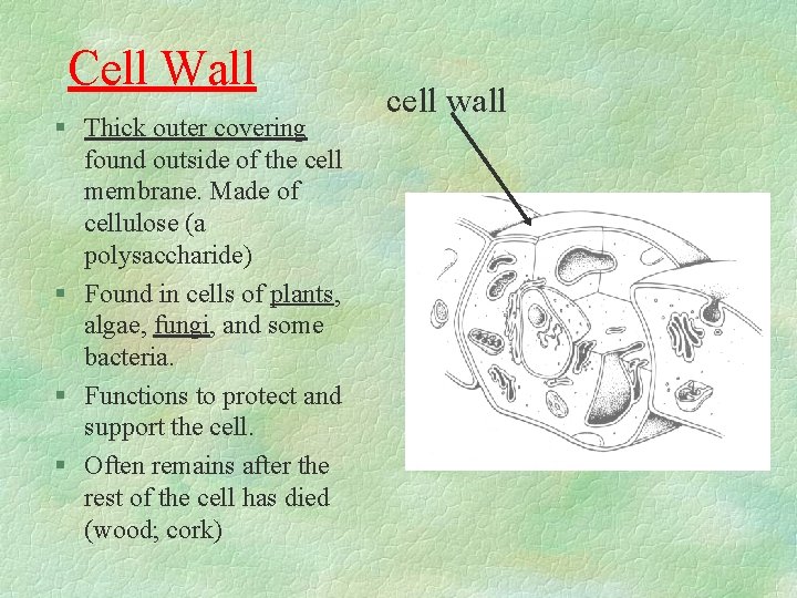 Cell Wall § Thick outer covering found outside of the cell membrane. Made of