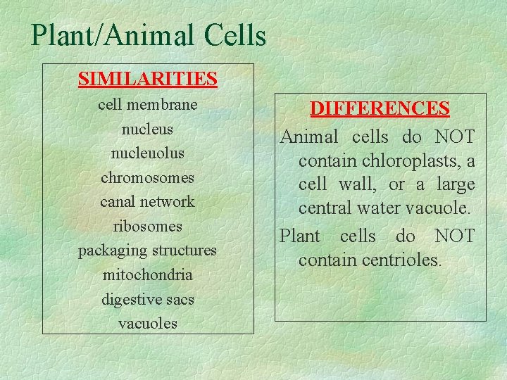 Plant/Animal Cells SIMILARITIES cell membrane nucleus nucleuolus chromosomes canal network ribosomes packaging structures mitochondria