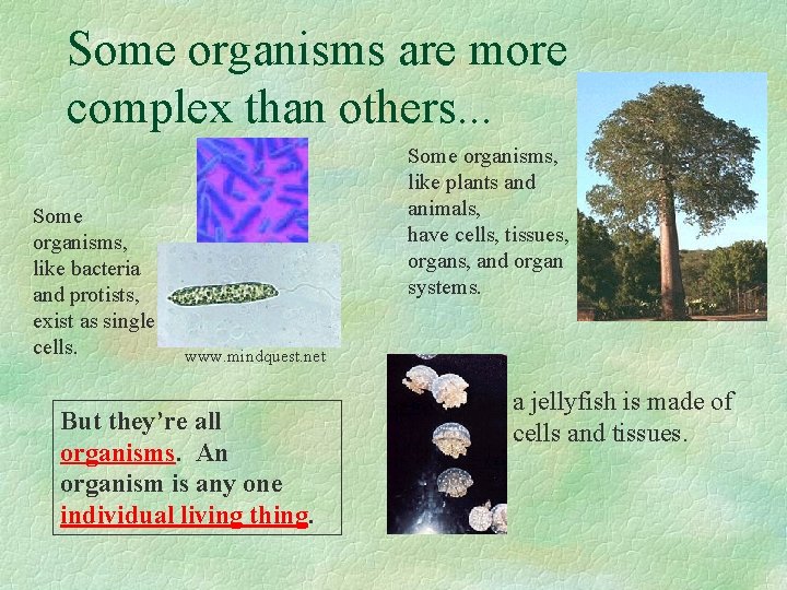 Some organisms are more complex than others. . . Some organisms, like bacteria and