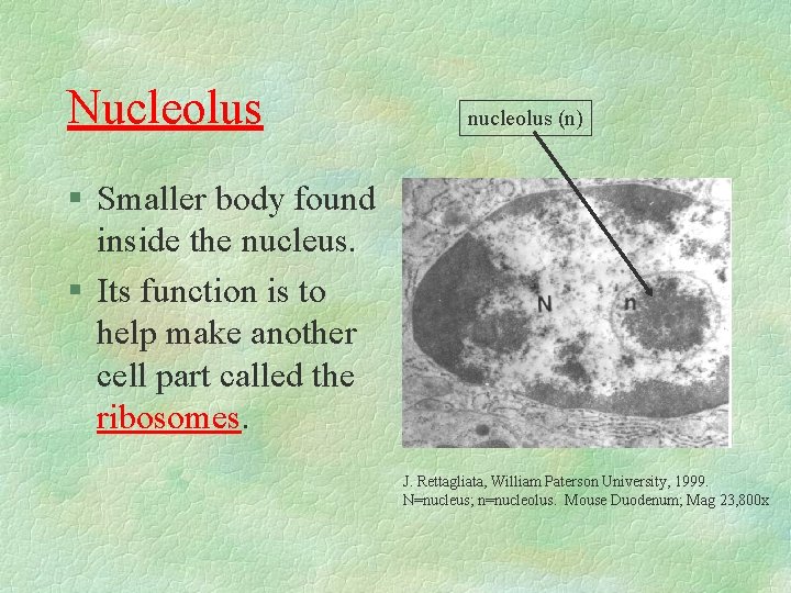 Nucleolus nucleolus (n) § Smaller body found inside the nucleus. § Its function is