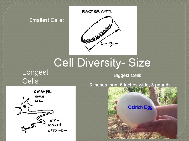 Smallest Cells: Longest Cells Cell Diversity- Size Biggest Cells: 6 inches long, 5 inches