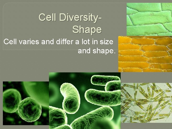 Cell Diversity. Shape Cell varies and differ a lot in size and shape. 