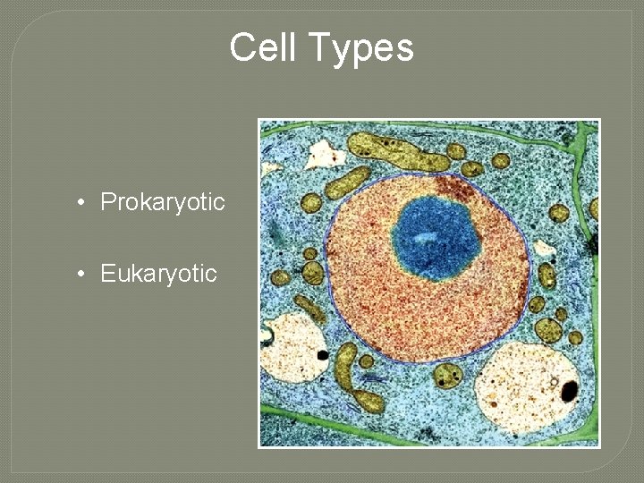 Cell Types • Prokaryotic • Eukaryotic 