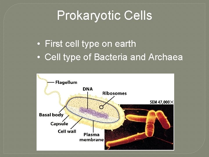 Prokaryotic Cells • First cell type on earth • Cell type of Bacteria and