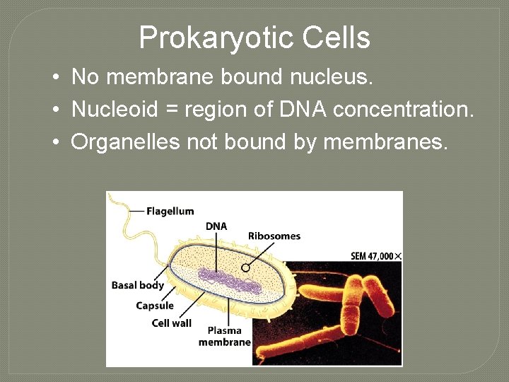 Prokaryotic Cells • No membrane bound nucleus. • Nucleoid = region of DNA concentration.