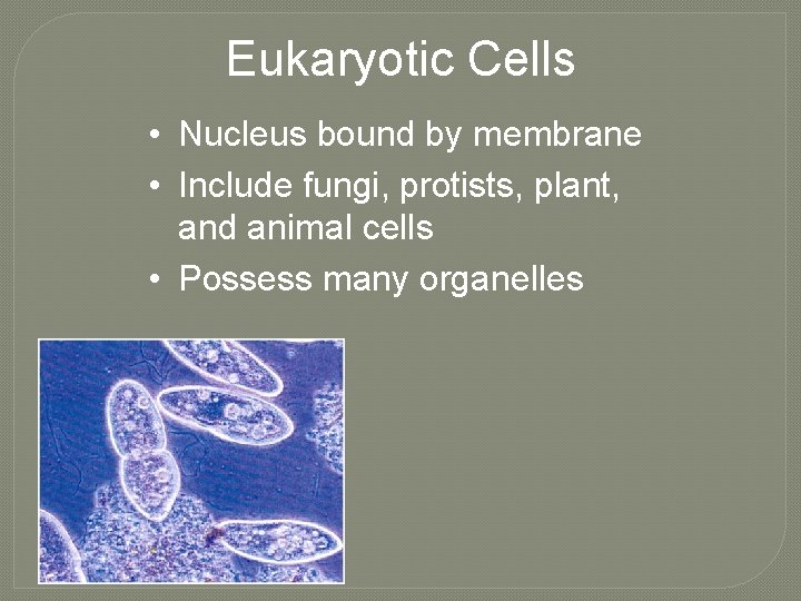 Eukaryotic Cells • Nucleus bound by membrane • Include fungi, protists, plant, and animal