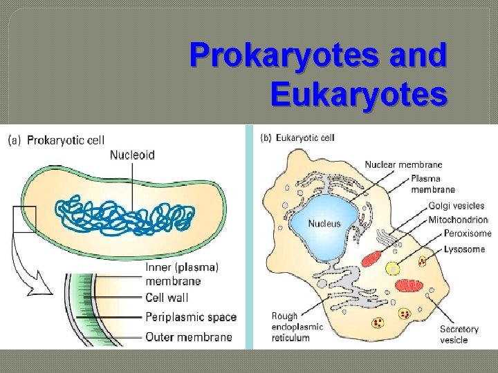 Prokaryotes and Eukaryotes 